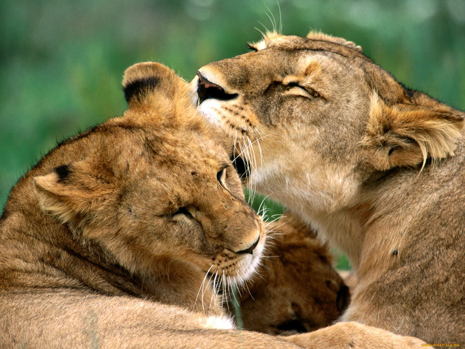 bathing, african, lions, , 